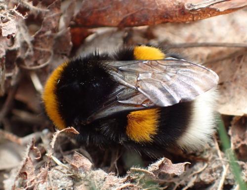 Bombus sp.